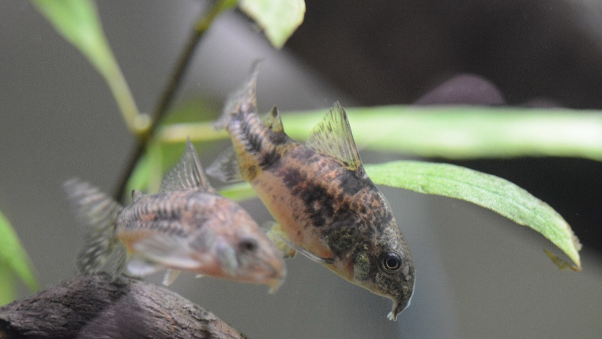 Corydoras on a fine sand substrate