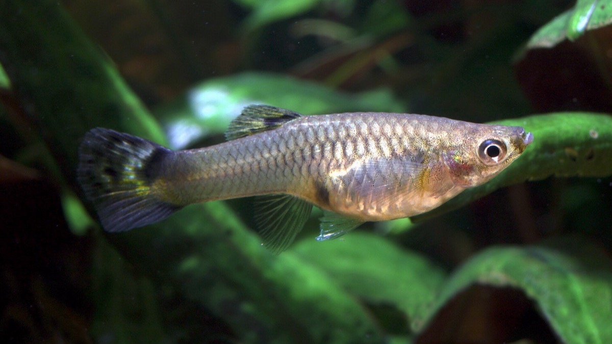 Guppies in a 60 litre aquarium