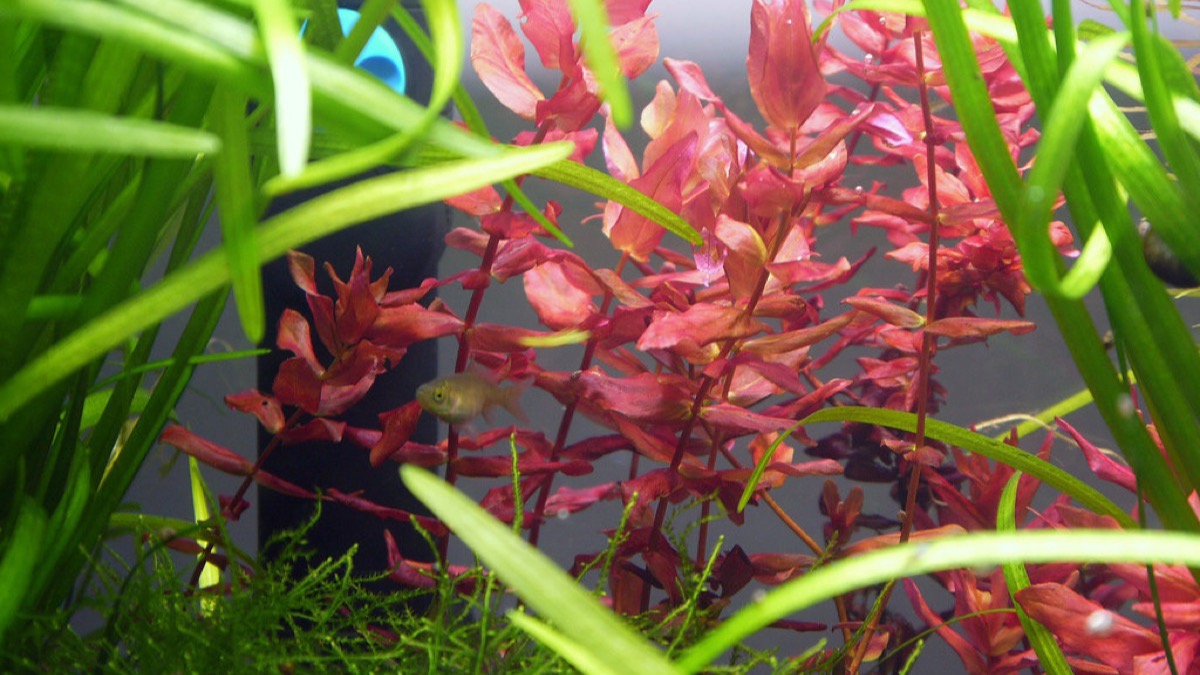 Complete beginner aquarium kit