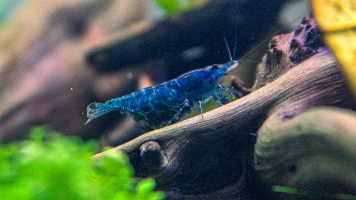 Neocaridina shrimp in a 30 L nano tank