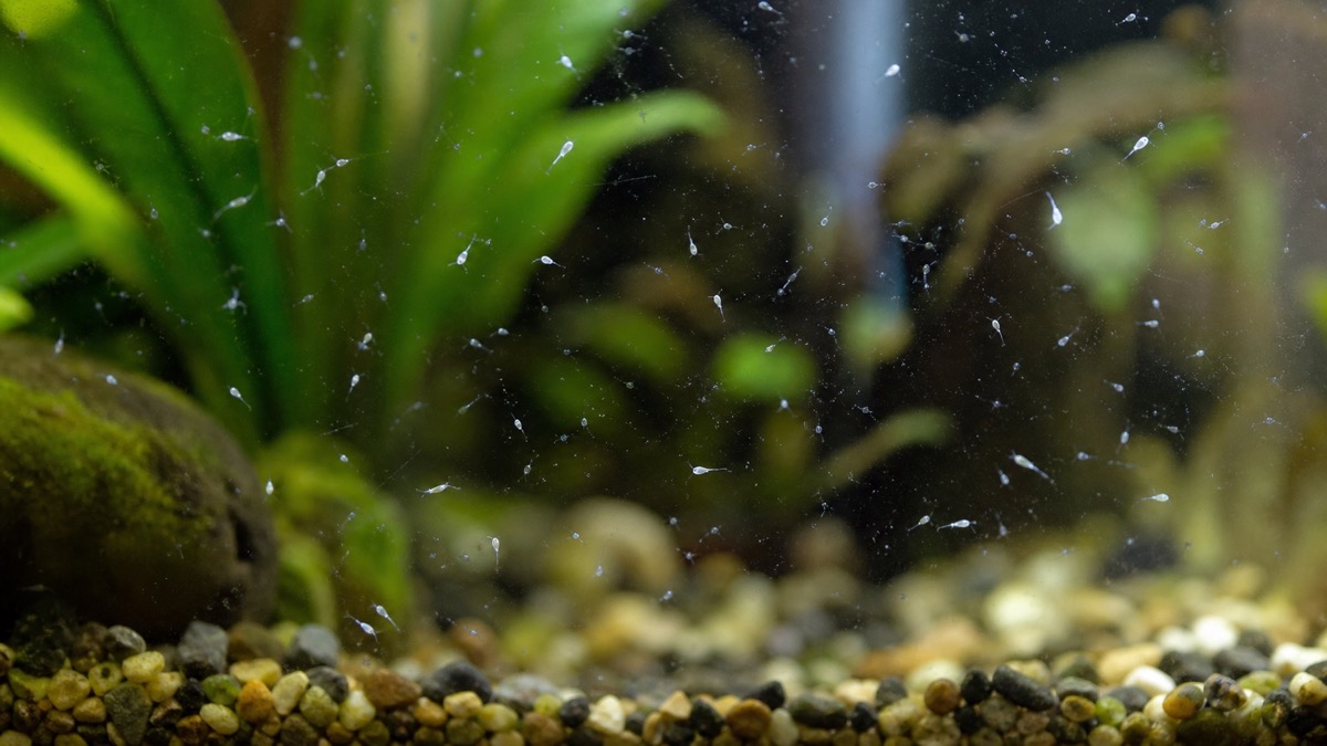 Tiny white bugs on aquarium glass