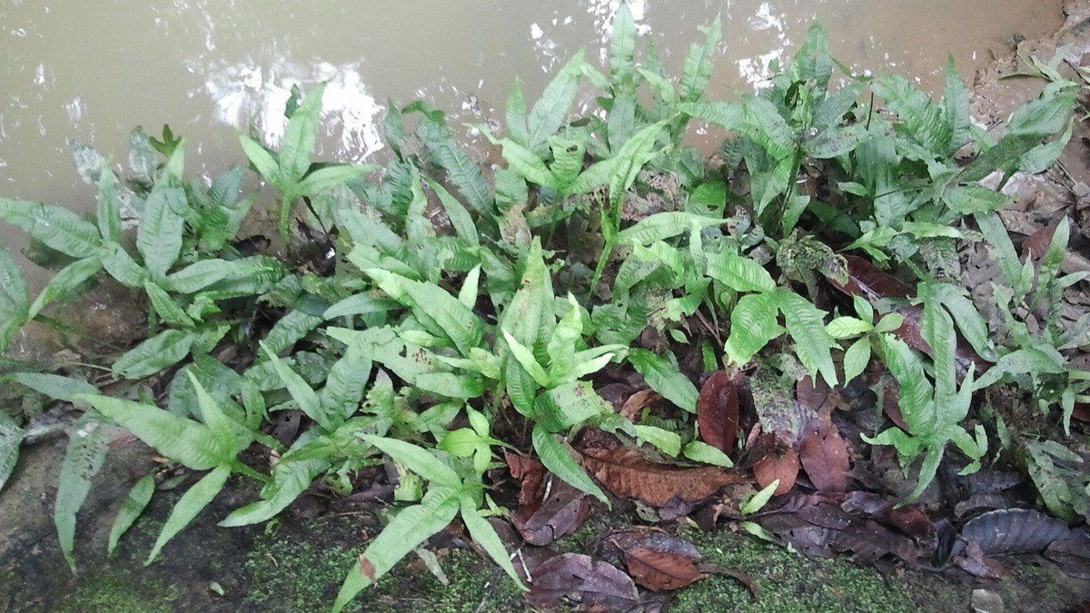 Easy aquarium plants with no CO2