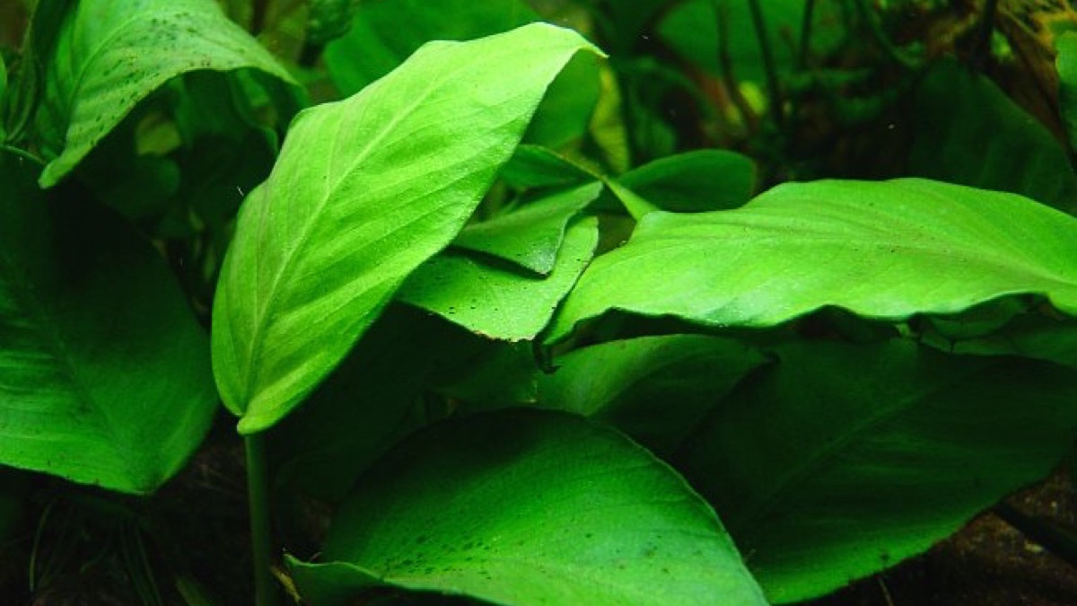 Anubias under a moderate LED light