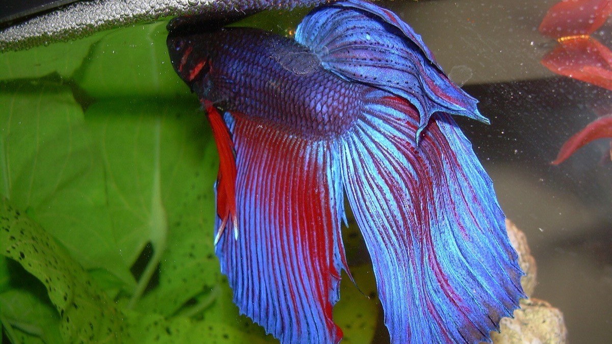 Betta in a heated, planted aquarium